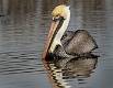 Brown Pelican-6